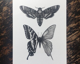 Entomology Mini Print - Death's-Head Hawkmoth and Black Swallowtail skeleton-  A5 Mini Print - Taxidermy Butterfly Print - Moth Wall Art