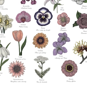 May include: An illustrated chart featuring various flowers with their names and meanings. The flowers are drawn in a vintage style with detailed line work and shading. The chart includes flowers such as Jasmine, Kennedia, Narcissus, Snowdrop, Tulip, Ursinia, Violet, Witch Hazel, Xeranthemum, Yarrow, and Zinnia.