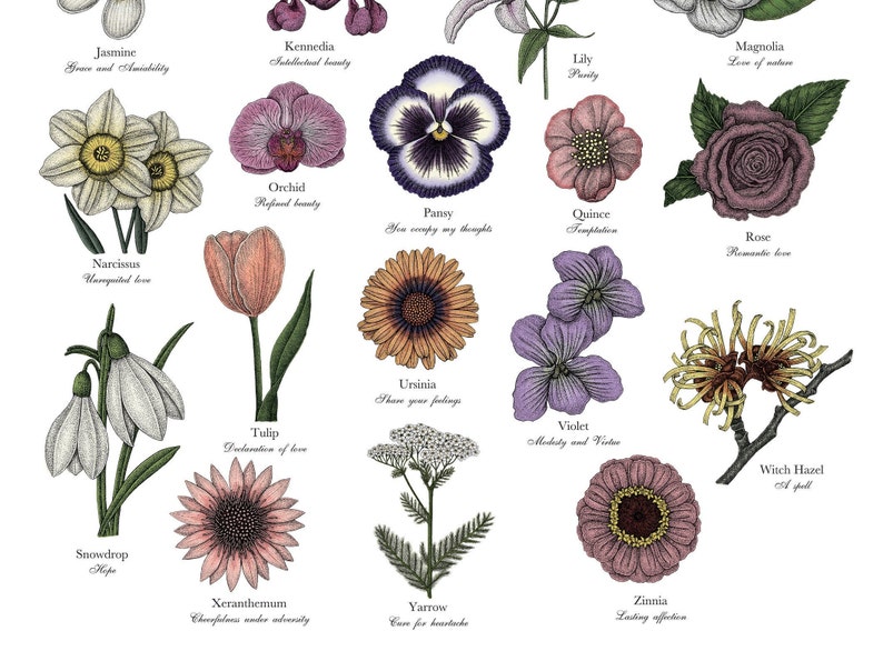 May include: An illustrated chart featuring various flowers with their names and meanings. The flowers are drawn in a vintage style with detailed line work and shading. The chart includes flowers such as Jasmine, Kennedia, Narcissus, Snowdrop, Tulip, Ursinia, Violet, Witch Hazel, Xeranthemum, Yarrow, and Zinnia.