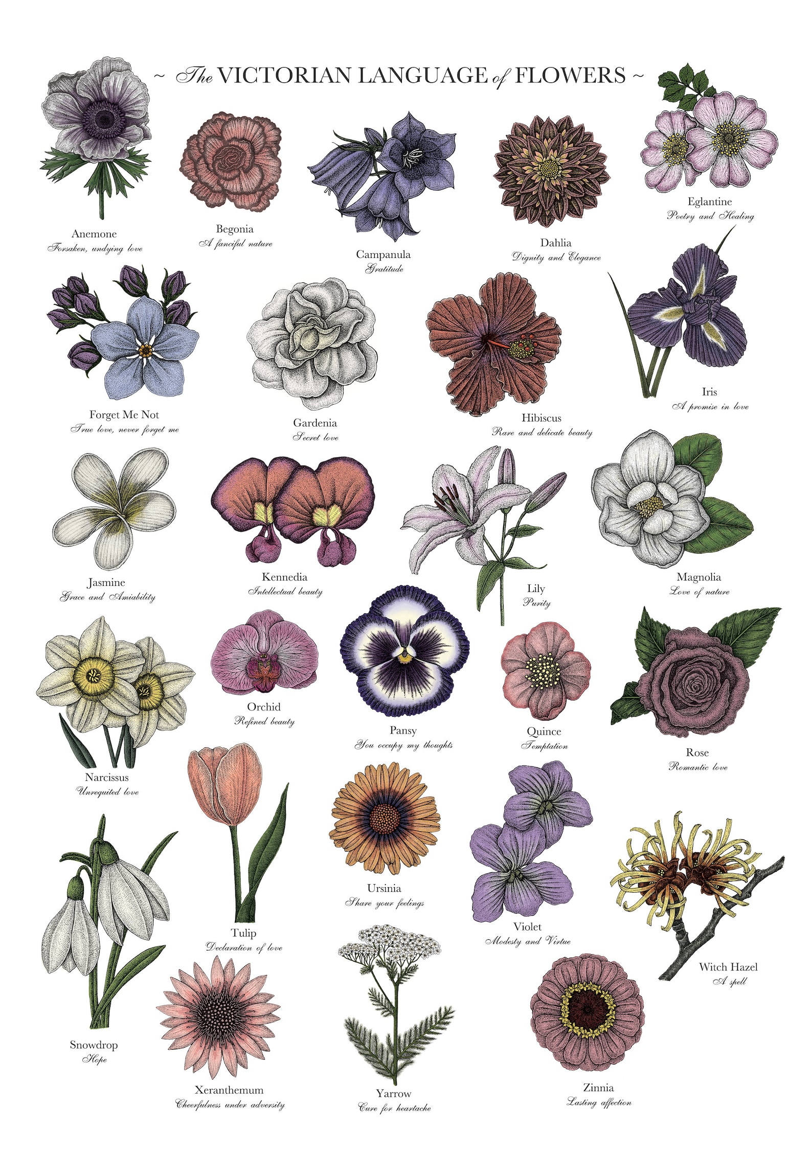 Victorian Language of Flowers Colour A3 Print A to Z Flowers Etsy