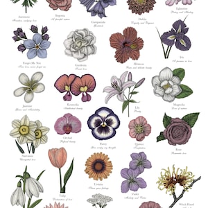 May include: A vintage botanical illustration poster featuring a variety of flowers with their Victorian language meanings. The poster is white with black outlines and colored flowers. The flowers include anemone, begonia, campanula, dahlia, forget-me-not, gardenia, jasmine, kennedia, narcissus, orchid, pansy, quince, rose, snowdrop, tulip, ursinia, violet, witch hazel, xeranthemum, yarrow, and zinnia.