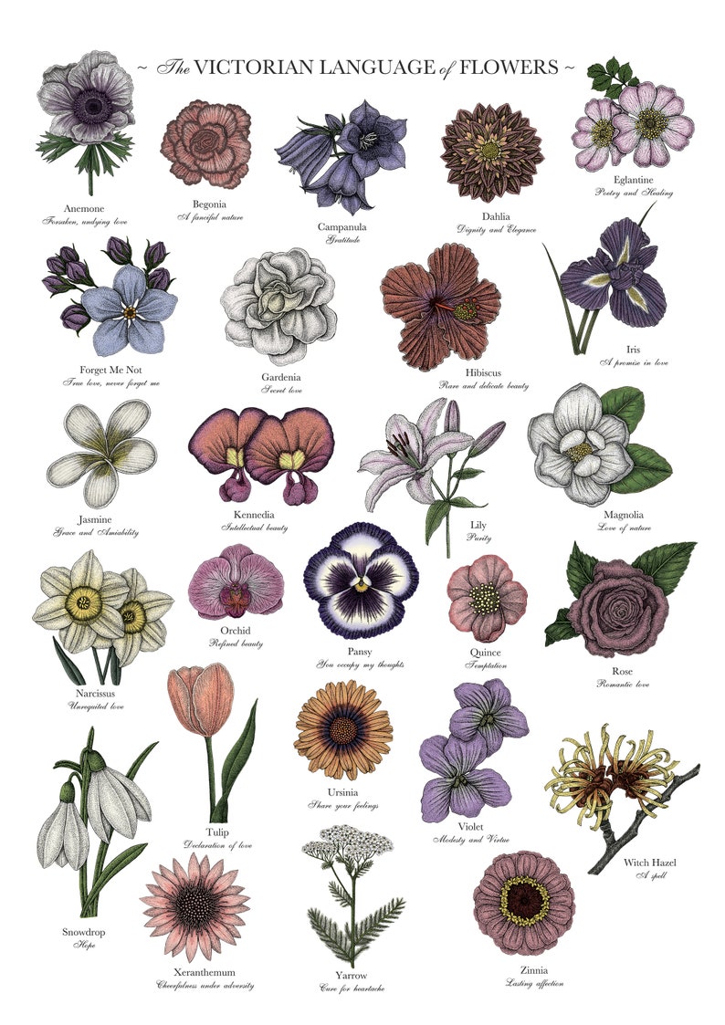 May include: A vintage botanical illustration poster featuring a variety of flowers with their Victorian language meanings. The poster is white with black outlines and colored flowers. The flowers include anemone, begonia, campanula, dahlia, forget-me-not, gardenia, jasmine, kennedia, narcissus, orchid, pansy, quince, rose, snowdrop, tulip, ursinia, violet, witch hazel, xeranthemum, yarrow, and zinnia.