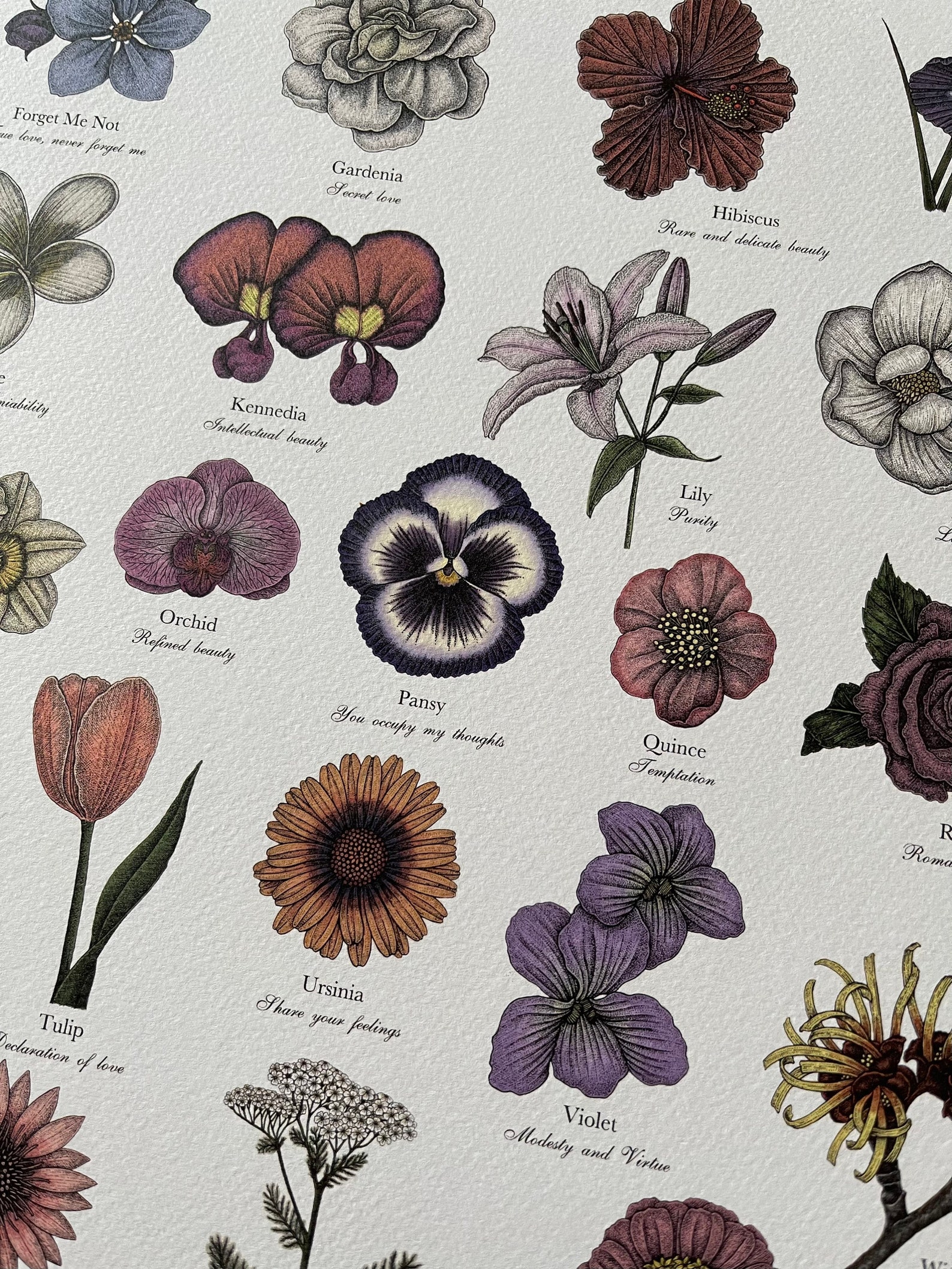 Victorian Language of Flowers Colour A3 Print A to Z Flowers Etsy