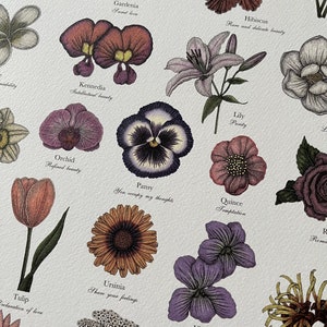 May include: A vintage botanical illustration featuring various flowers with their names and meanings. The flowers are depicted in a detailed and realistic style, with vibrant colors and intricate details. The illustration includes flowers such as Forget Me Not, Gardenia, Hibiscus, Kennedia, Orchid, Pansy, Lily, Quince, Tulip, Ursinia, Violet, and more.