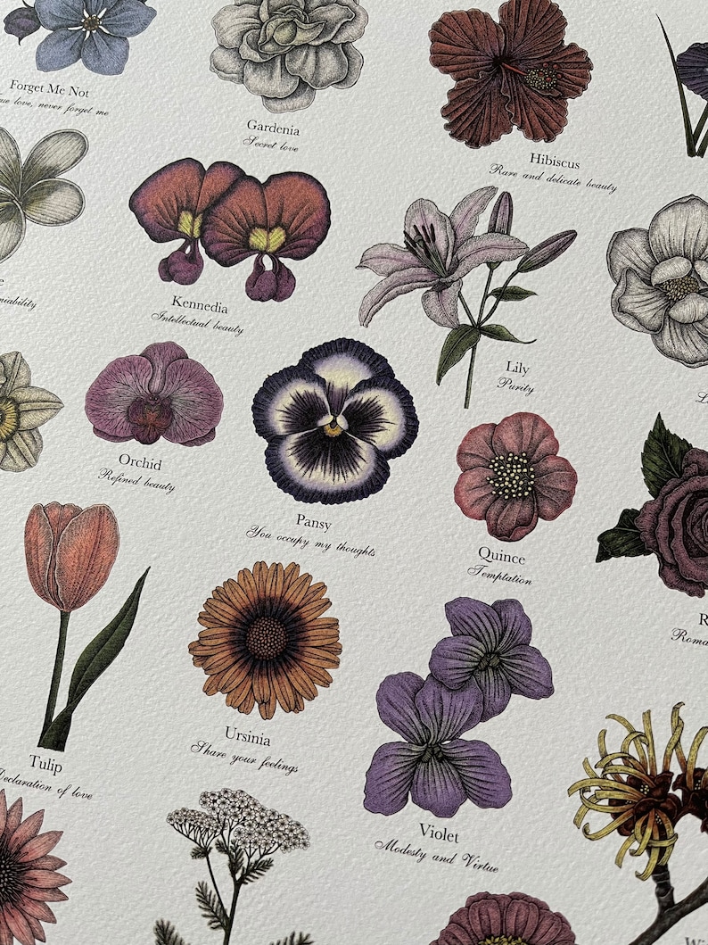 May include: A vintage botanical illustration featuring various flowers with their names and meanings. The flowers are depicted in a detailed and realistic style, with vibrant colors and intricate details. The illustration includes flowers such as Forget Me Not, Gardenia, Hibiscus, Kennedia, Orchid, Pansy, Lily, Quince, Tulip, Ursinia, Violet, and more.