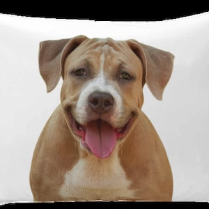 May include: A brown and white pit bull terrier dog with a pink tongue sticking out, smiling at the camera. The dog is on a white background.