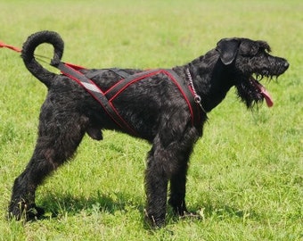 Sleddog harness for sledding, bikjoring, skijoring, canicross scootering for malamutes husky samoed risenshnauzer