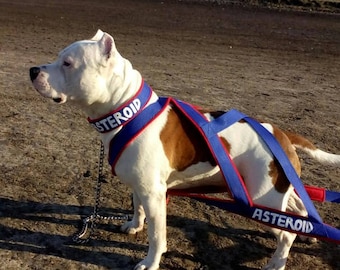 May include: A white and brown dog wearing a blue and red harness with the word "ASTEROID" printed on it. The dog is standing on a dirt surface, with a chain attached to the harness.