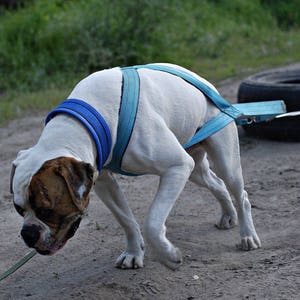 Weight pull harness