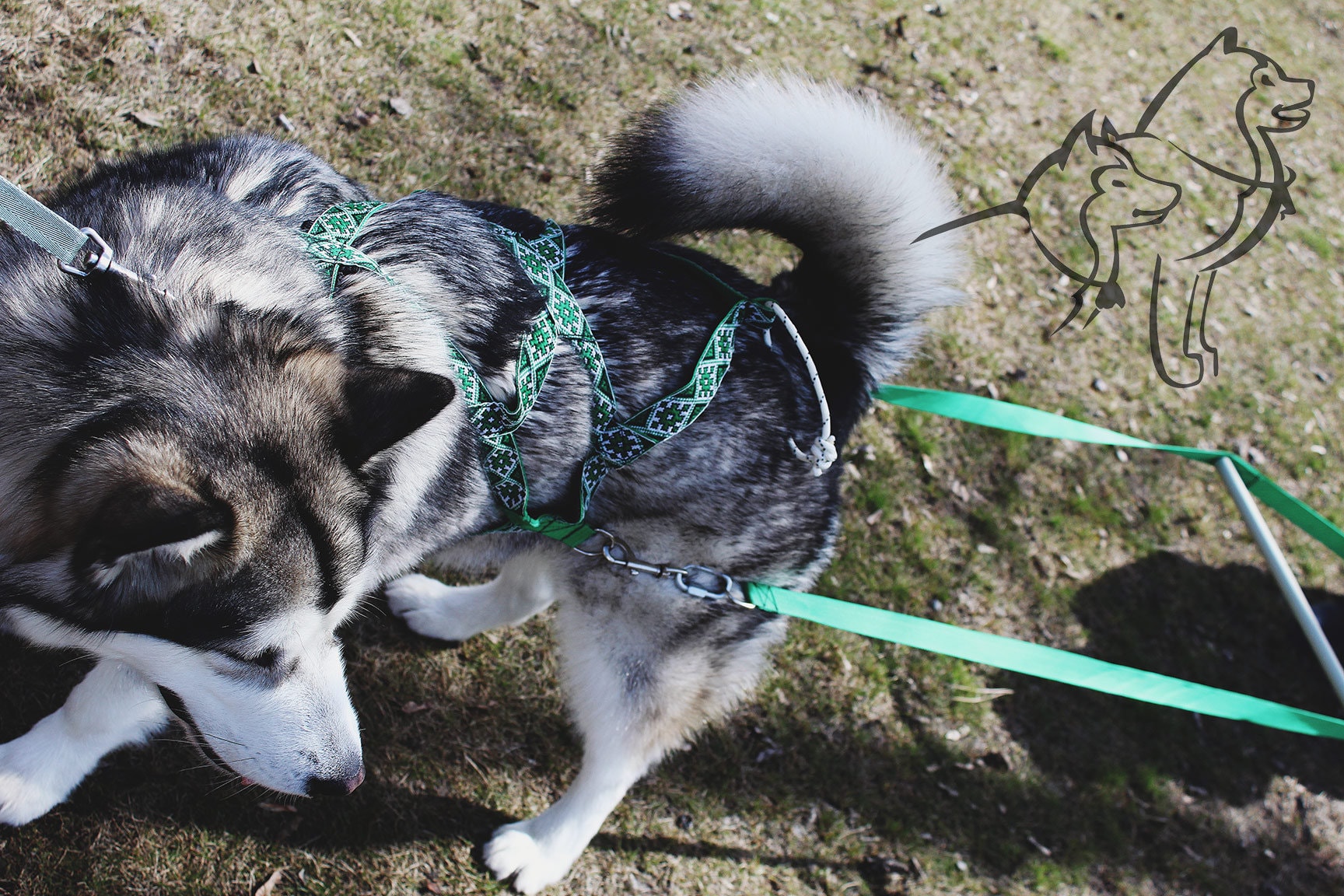 Universal harness for dogs sledding and weight pull harness Etsy