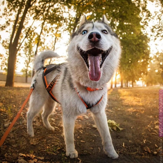 Harnais Sleddog Canicross pour luge bikejoring skijoring pour chiens husky  samoyède malamute Broderie Personnalisé -  France