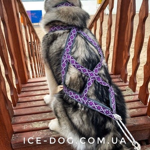 Sleddog harness for sledding, bikjoring, skijoring, canicross scootering for malamutes husky samoed