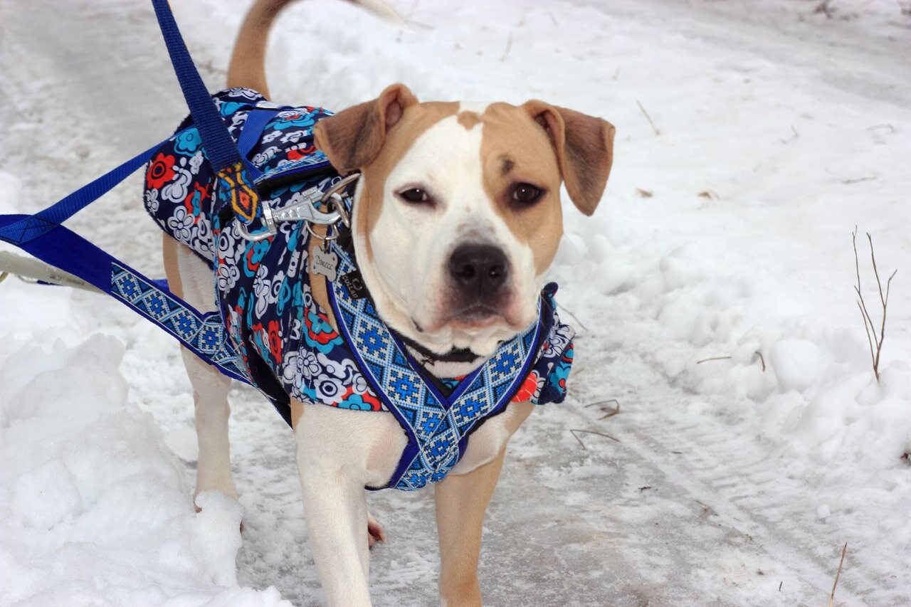 malamute pulling harness