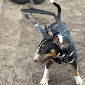 刺繍でパーソナライズされた犬用ウェイト牽引ハーネス
