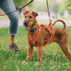 May include: A brown and red Irish terrier dog wearing an orange and red patterned harness and leash, walking on green grass.