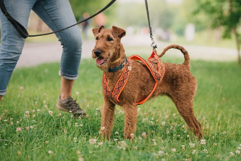 May include: A brown and red Irish terrier dog wearing an orange and red patterned harness and leash, walking on green grass.