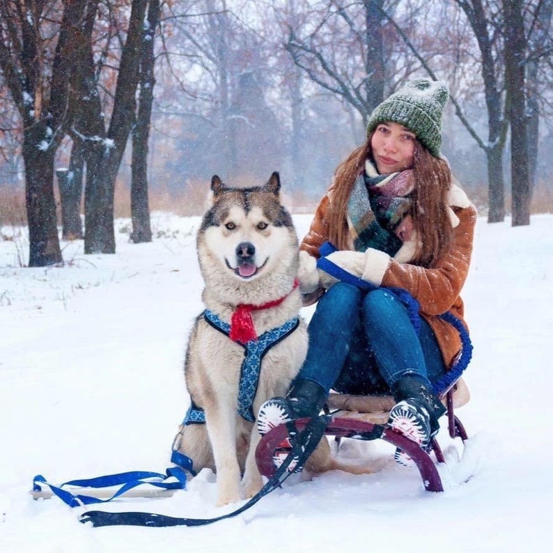 以下が含まれることがあります： 茶色のジャケットと青いビーニー帽をかぶった女性が、ハスキー犬と一緒にソリに乗っています。犬は青と赤のハーネスと赤いバンダナをしています。女性は犬のリードを持って笑顔です。背景は雪の降る森です。