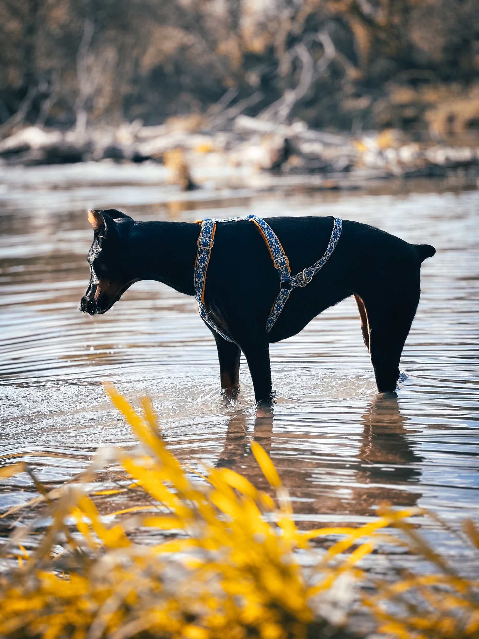 Dog Harness for Run Bike Sled and Walk Bikejoring Etsy
