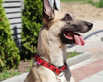 Martingale collar for dogs husky malamute samoed