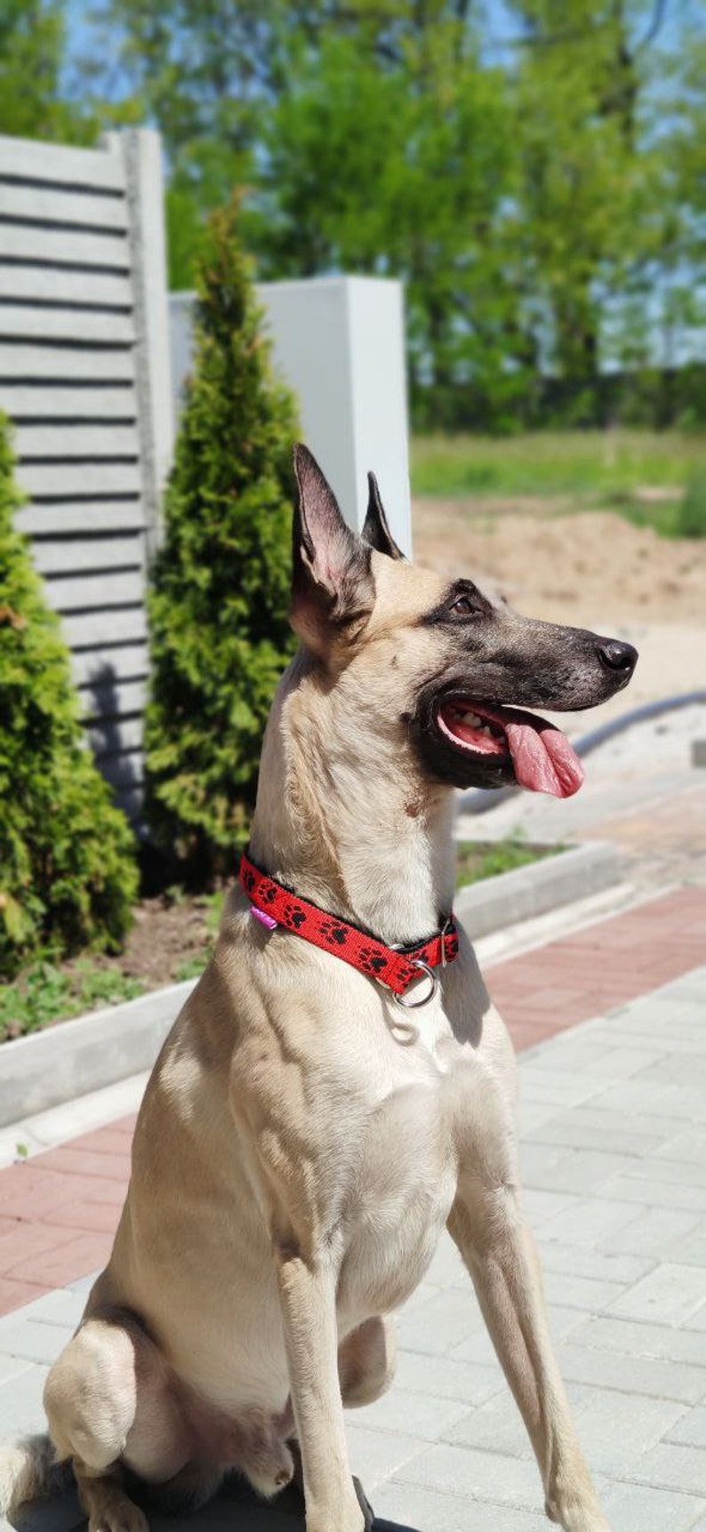 Martingale collar for dogs husky malamute samoed Etsy