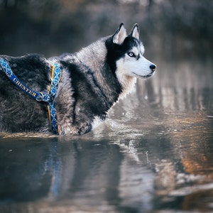 May include: A black and white husky dog with blue eyes wearing a blue and yellow patterned harness with the word "CHESTER" on it. The dog is standing in a shallow body of water.