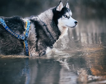 May include: A black and white husky dog with blue eyes wearing a blue and yellow patterned harness with the word "CHESTER" on it. The dog is standing in a shallow body of water.