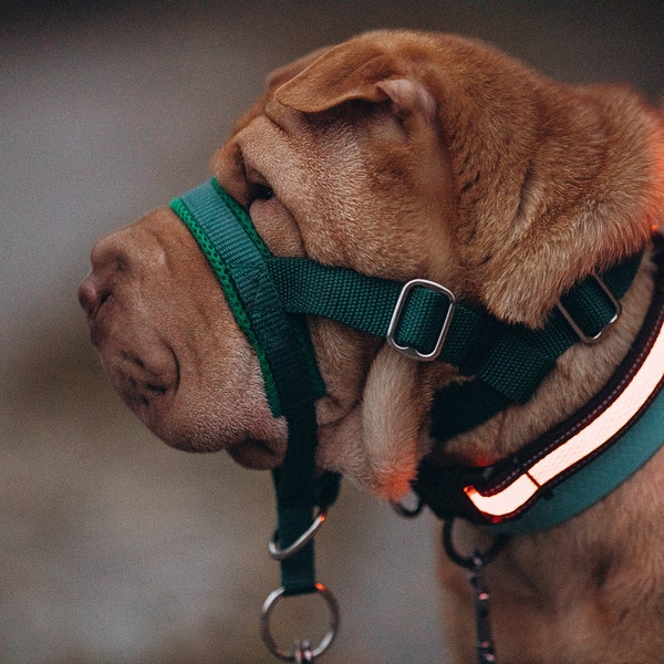 Halti / Halter for the dog / Muzzle alternative Padded Head Collar Dog Training Halter Stops Dog Pulling Embroidery - Dog Head Collar