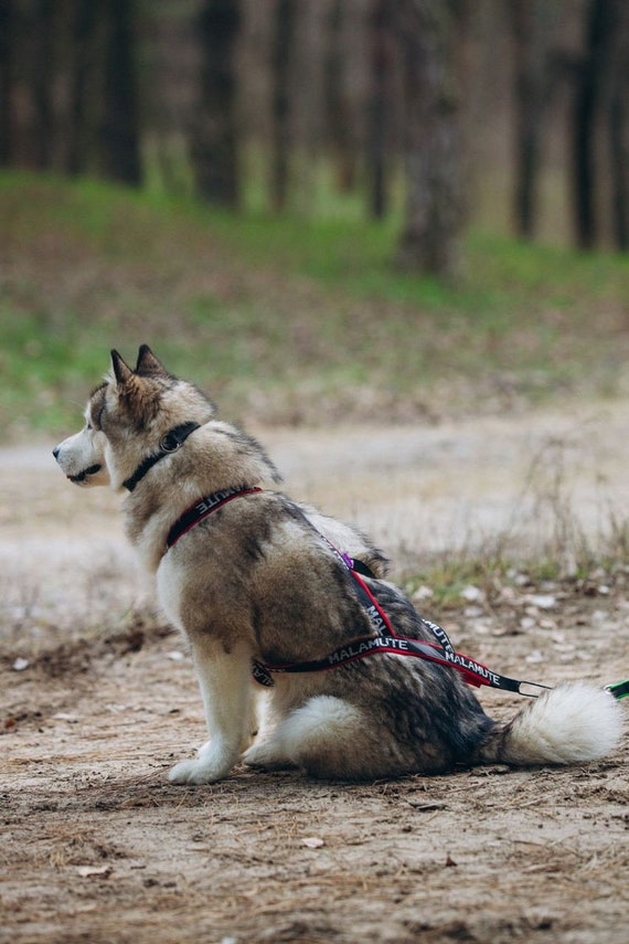 Harnais pour chiens de traîneau. Sport canin : Attelage canin, Ski