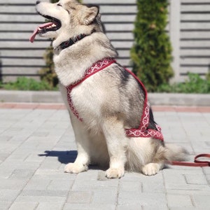 May include: A white and gray Alaskan Malamute dog wearing a red and white patterned harness, sitting on a gray brick patio with its tongue sticking out.