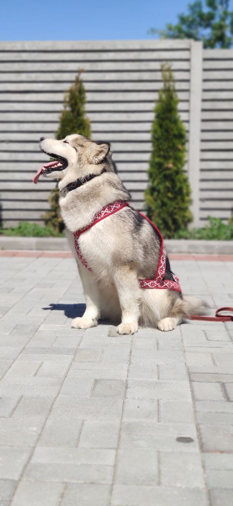 May include: A white and gray Alaskan Malamute dog wearing a red and white patterned harness, sitting on a gray brick patio with its tongue sticking out.