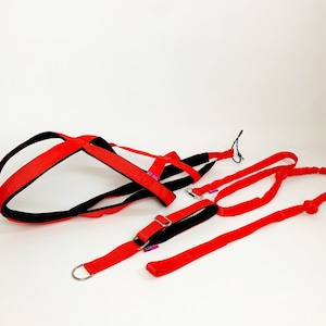 Set for canicross, bikejoring, skiijoring, scootering of harness pulling collar-half pusher husky malamute samoed