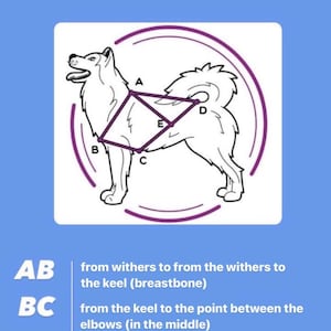 以下が含まれることがあります： そり用ハーネスに犬を合わせるための測定方法を示す図。図には、A、B、C、D、Eとラベル付けされた5つのポイントが示された犬が描かれています。測定値はAB、BC、CD、AE、ADとラベル付けされています。テキストは各測定値を説明しています。