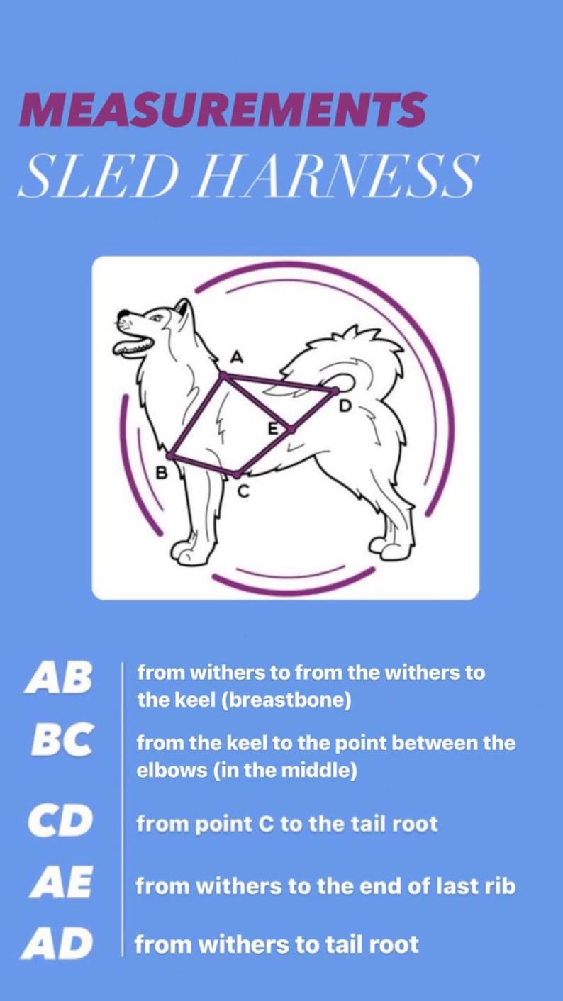以下が含まれることがあります： そり用ハーネスに犬を合わせるための測定方法を示す図。図には、A、B、C、D、Eとラベル付けされた5つのポイントが示された犬が描かれています。測定値はAB、BC、CD、AE、ADとラベル付けされています。テキストは各測定値を説明しています。