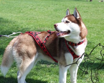 Sleddog harness for sledding / Bikjoring / Skijoring/ Canicross / scootering for all breed / malamutes /husky/ samoed