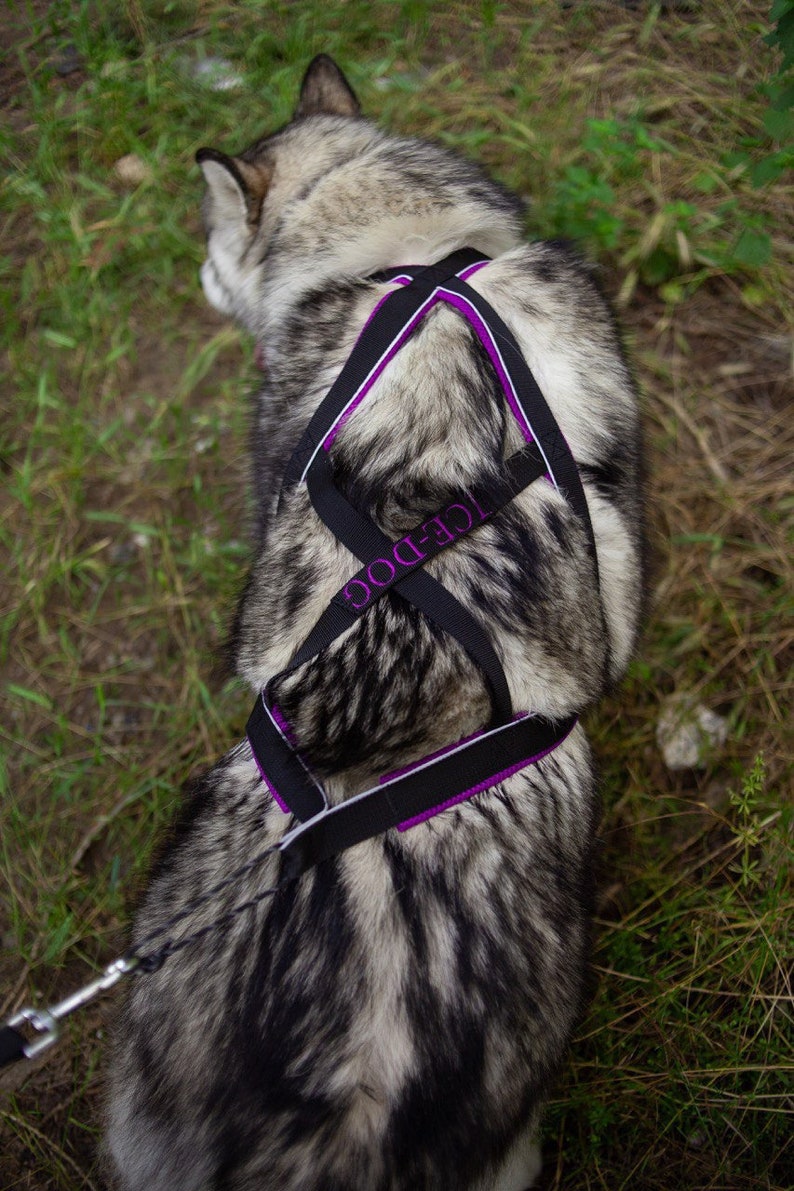 Sleddog Harness for Sledding Bikjoring Skijoring Etsy