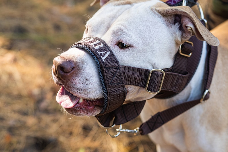 Halti / Halter for the Dog / Muzzle Alternative Padded Head Etsy