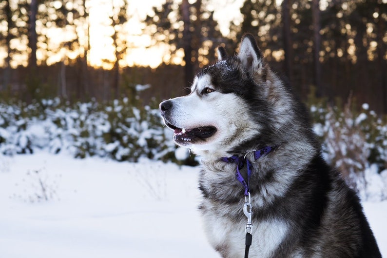 Martingale Collar for Dogs Husky Malamute Samoed Etsy