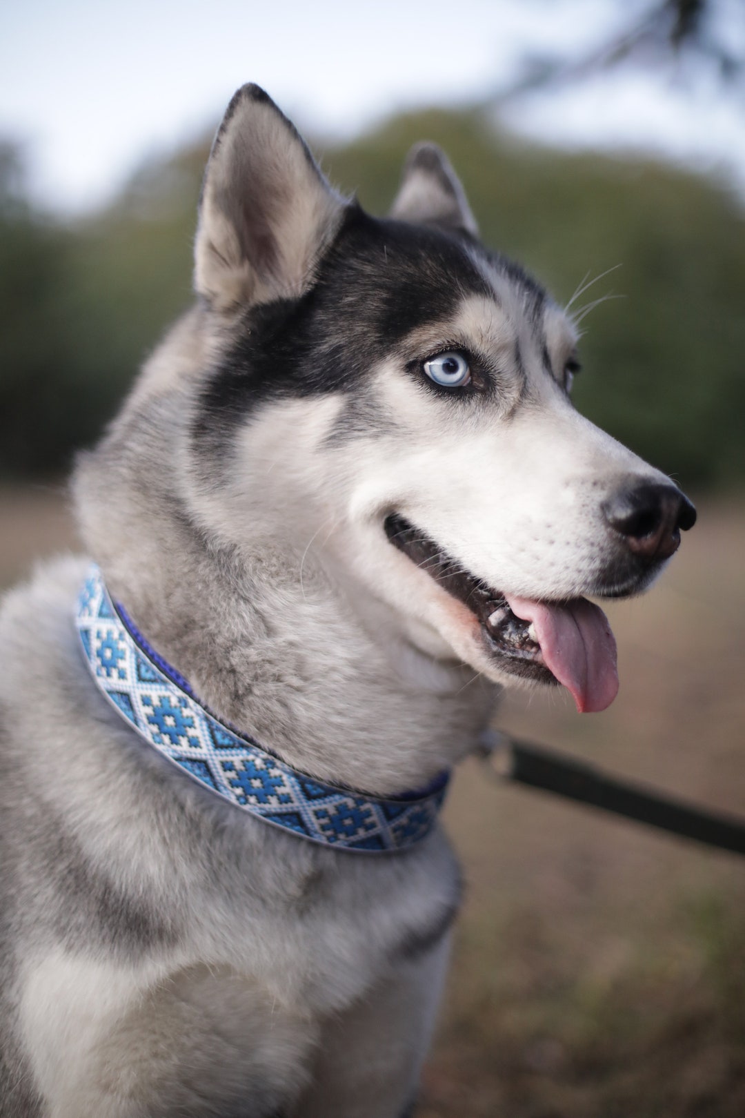 Collar martingala para perros husky malamute samoed Etsy Mexico