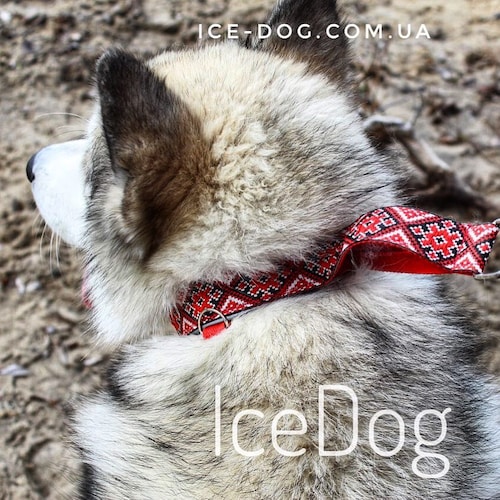 Martingale Collar for Dogs Husky Malamute Samoed Etsy