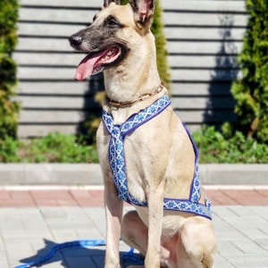 May include: A beige dog with a blue and white patterned harness sits on a gray brick patio. The dog is looking to the left of the frame and has its tongue sticking out.