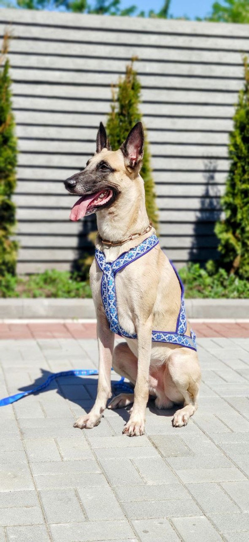 May include: A beige dog with a blue and white patterned harness sits on a gray brick patio. The dog is looking to the left of the frame and has its tongue sticking out.