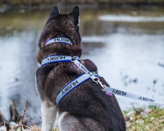 Walking set harness collar leash Husky