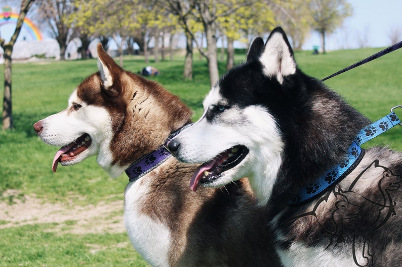 Martingale collar for dogs husky malamute samoed Etsy