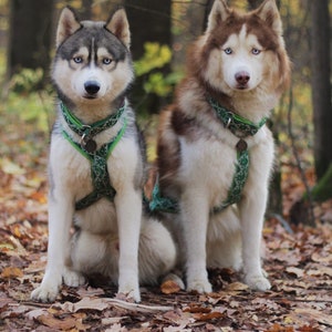 以下が含まれることがあります： 2匹のシベリアンハスキーが森の中に座っています。1匹はグレーと白、もう1匹は茶色と白です。どちらも白の模様が入った緑色のハーネスをしています。森の地面には落ち葉が敷き詰められています。