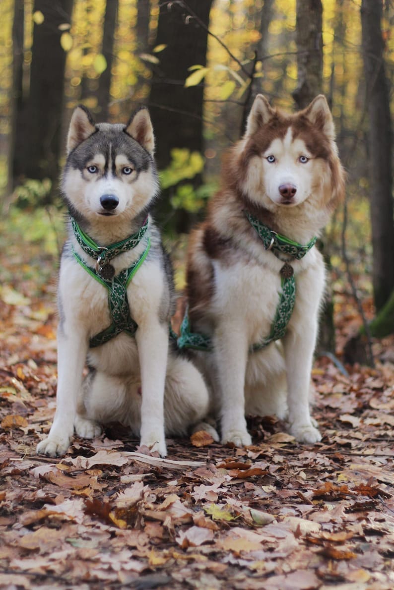 以下が含まれることがあります： 2匹のシベリアンハスキーが森の中に座っています。1匹はグレーと白、もう1匹は茶色と白です。どちらも白の模様が入った緑色のハーネスをしています。森の地面には落ち葉が敷き詰められています。