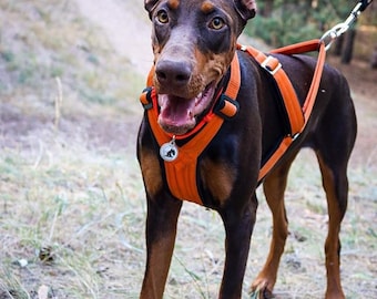 Puede incluir: Un perro Doberman Pinscher marrón y negro con un arnés y una correa naranja, de pie en un área cubierta de hierba con árboles en el fondo.