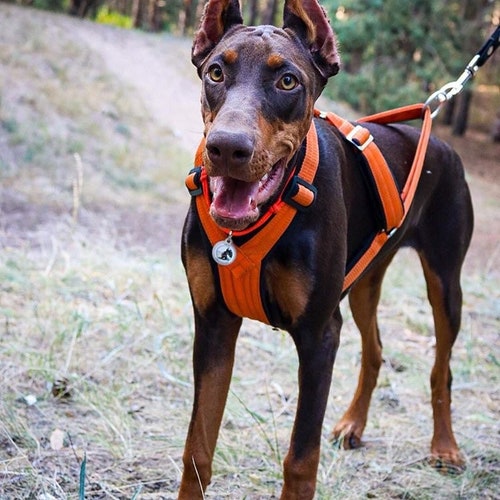 chinchilla acrylic cage
