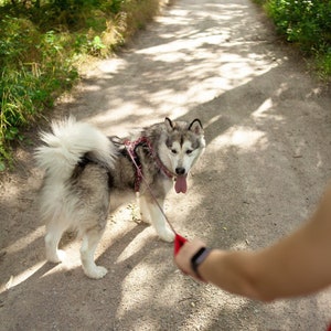 Walking set harness with leash 3m