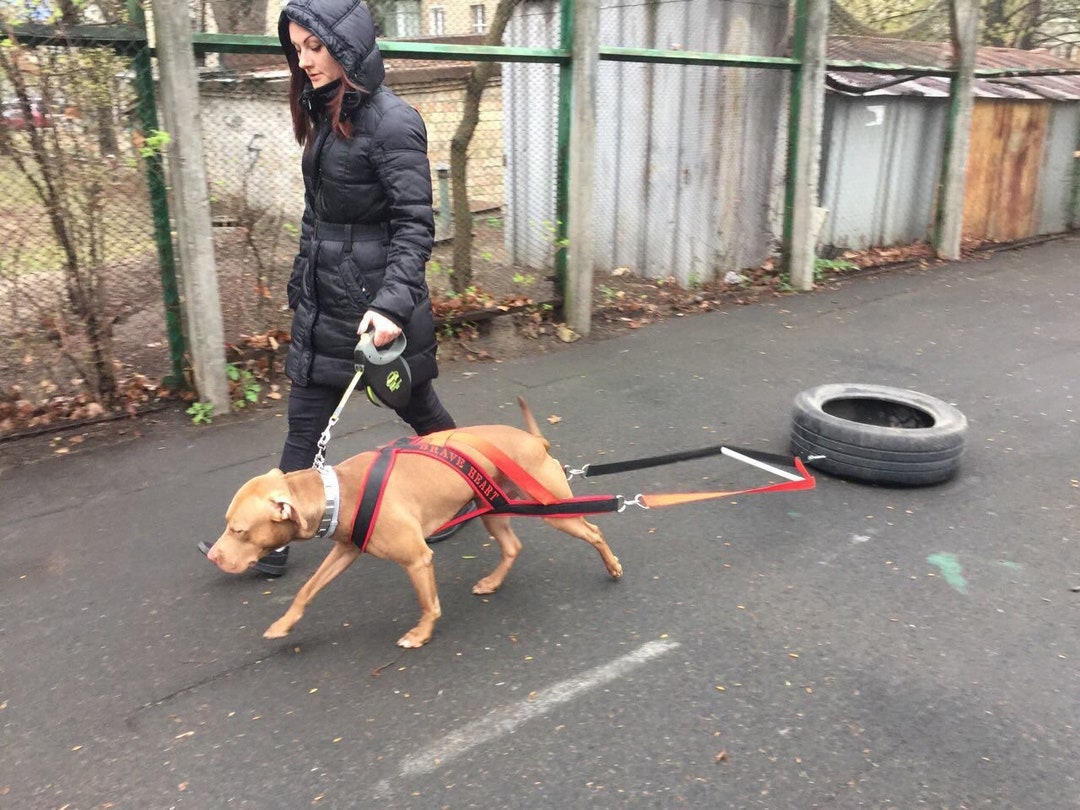 Dog Weight Pull Harness for Pitbull Stafford Bull Terrier Husky