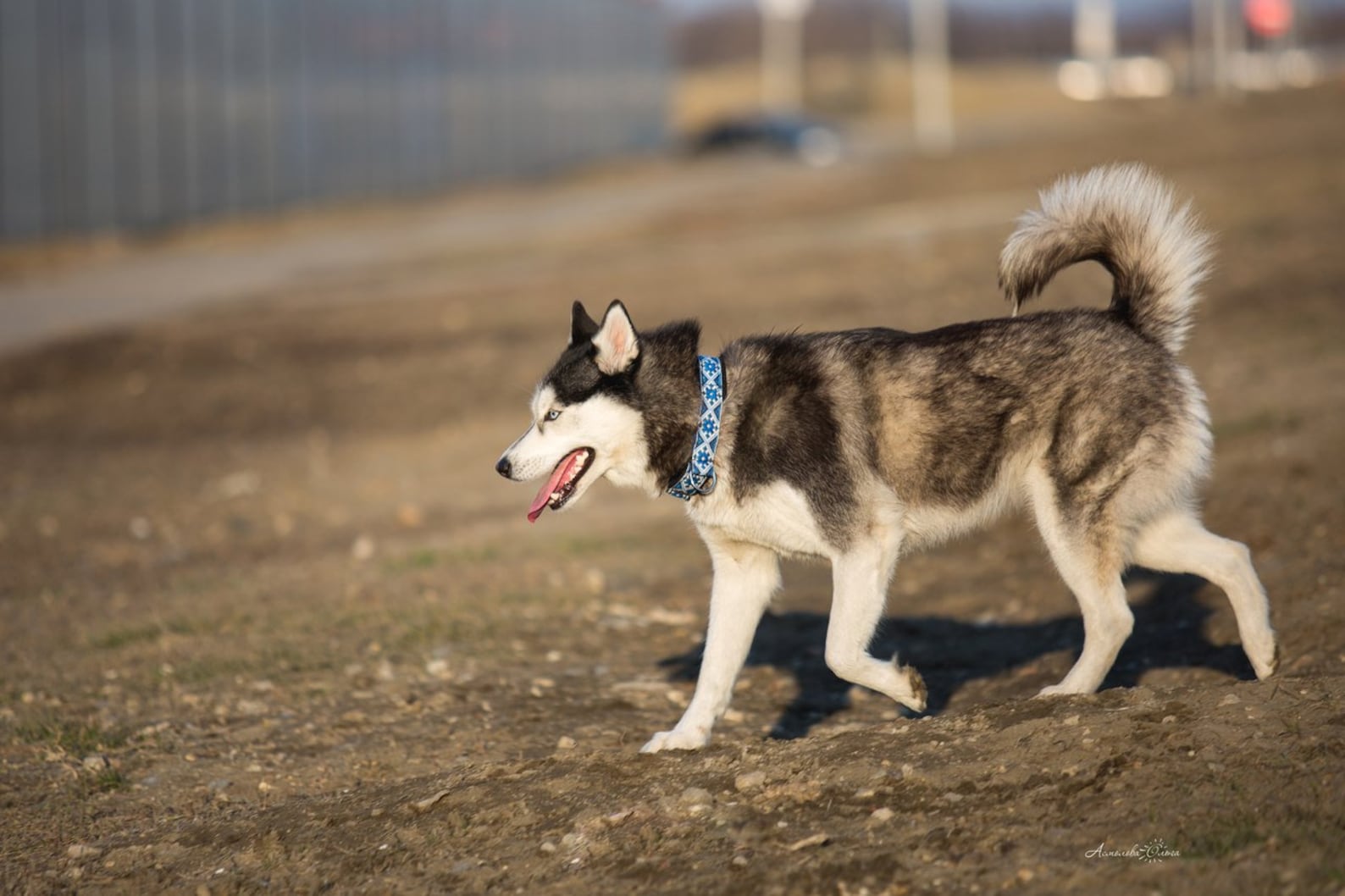 Martingale Collar for Dogs Husky Malamute Samoed Etsy